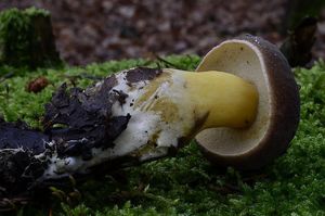 Klikni pro velký obrázek