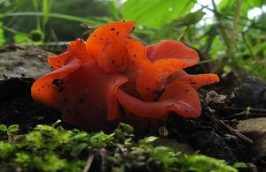 Rosolovec červený - Tremiscus helvelloides