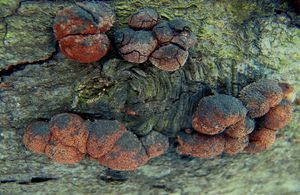 Dřevomor červený - Hypoxylon fragiforme