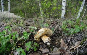 Klikni pro velký obrázek