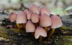 Klikni pro velký obrázek