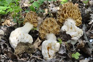 Klikni pro velký obrázek