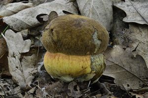 Klikni pro velký obrázek