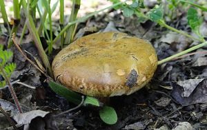 Klikni pro velký obrázek