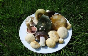 Klikni pro velký obrázek