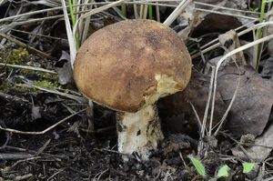 Klikni pro velký obrázek