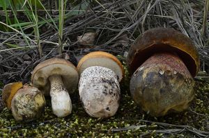 Klikni pro velký obrázek