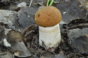 Klikni pro velký obrázek