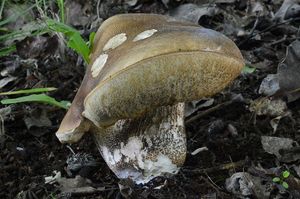 Klikni pro velký obrázek