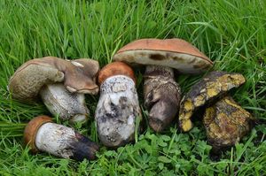 Klikni pro velký obrázek