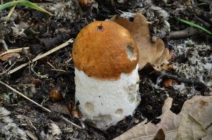 Klikni pro velký obrázek