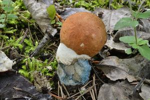 Klikni pro velký obrázek