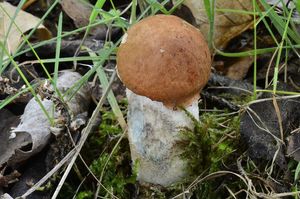 Klikni pro velký obrázek