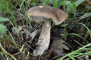 Klikni pro velký obrázek