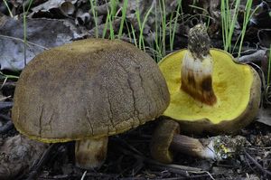 Klikni pro velký obrázek