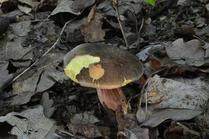 Klikni pro velký obrázek