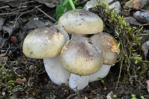 Klikni pro velký obrázek