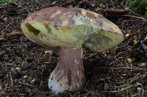 Klikni pro velký obrázek