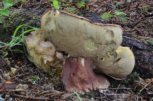 Klikni pro velký obrázek