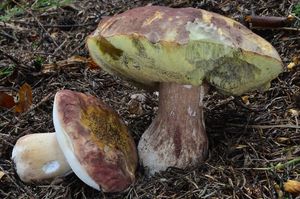 Klikni pro velký obrázek