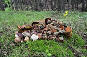 Klikni pro velký obrázek