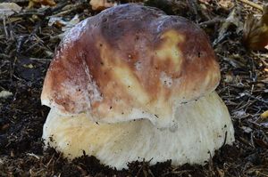 Klikni pro velký obrázek