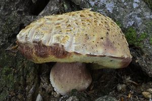 Klikni pro velký obrázek