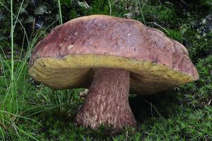 Klikni pro velký obrázek