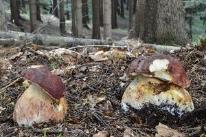 Klikni pro velký obrázek