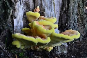 Klikni pro velký obrázek