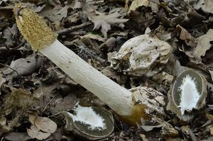 Klikni pro velký obrázek