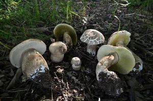 Klikni pro velký obrázek