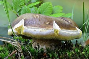 Klikni pro velký obrázek