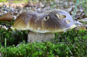 Klikni pro velký obrázek