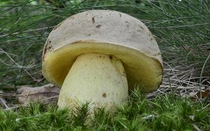 Klikni pro velký obrázek