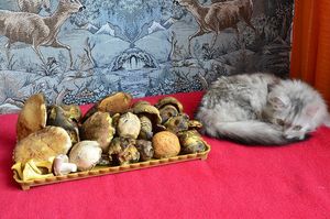 Klikni pro velký obrázek