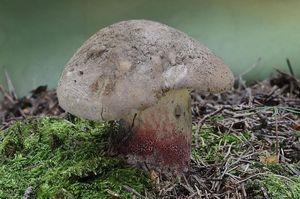 Klikni pro velký obrázek