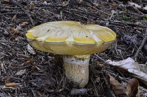 Klikni pro velký obrázek