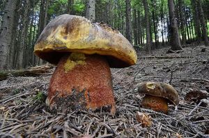 Klikni pro velký obrázek