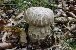 Klikni pro velký obrázek