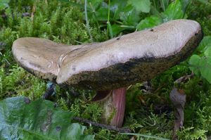 Klikni pro velký obrázek