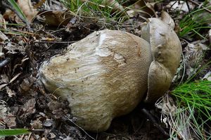 Klikni pro velký obrázek