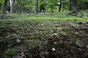 Klikni pro velký obrázek