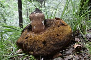 Klikni pro velký obrázek