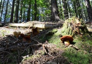 Klikni pro velký obrázek