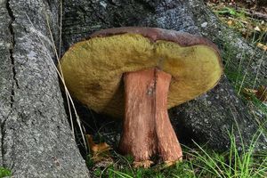 Klikni pro velký obrázek