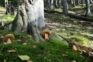 Klikni pro velký obrázek