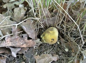 Klikni pro velký obrázek