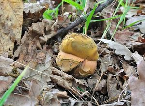 Klikni pro velký obrázek