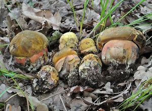 Klikni pro velký obrázek